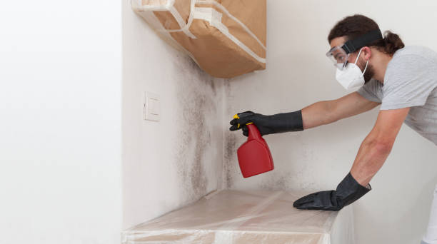 Professional Mold Cleanup technician working in Greenlawn, NY
